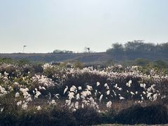 -恋山坝上草原