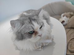 -怪兽屋·羊驼·猫咖·狗咖(俊华广场店)