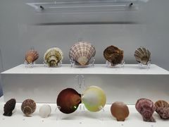 -贝壳王国博物馆