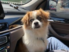 -爱诺耐芙动物医院(万博店)