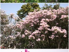 -梧桐山风景名胜区