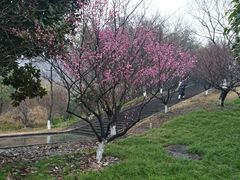 -金钉子远古世界景区