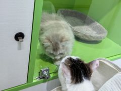 -唐小姐の猫狗洗护·购宠旗舰店(周浦万达店)