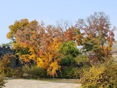 -爱新觉罗皇家博物院