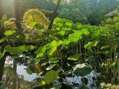 -上海滨江森林公园