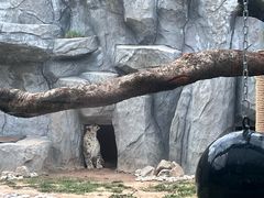 -青藏高原野生动物园