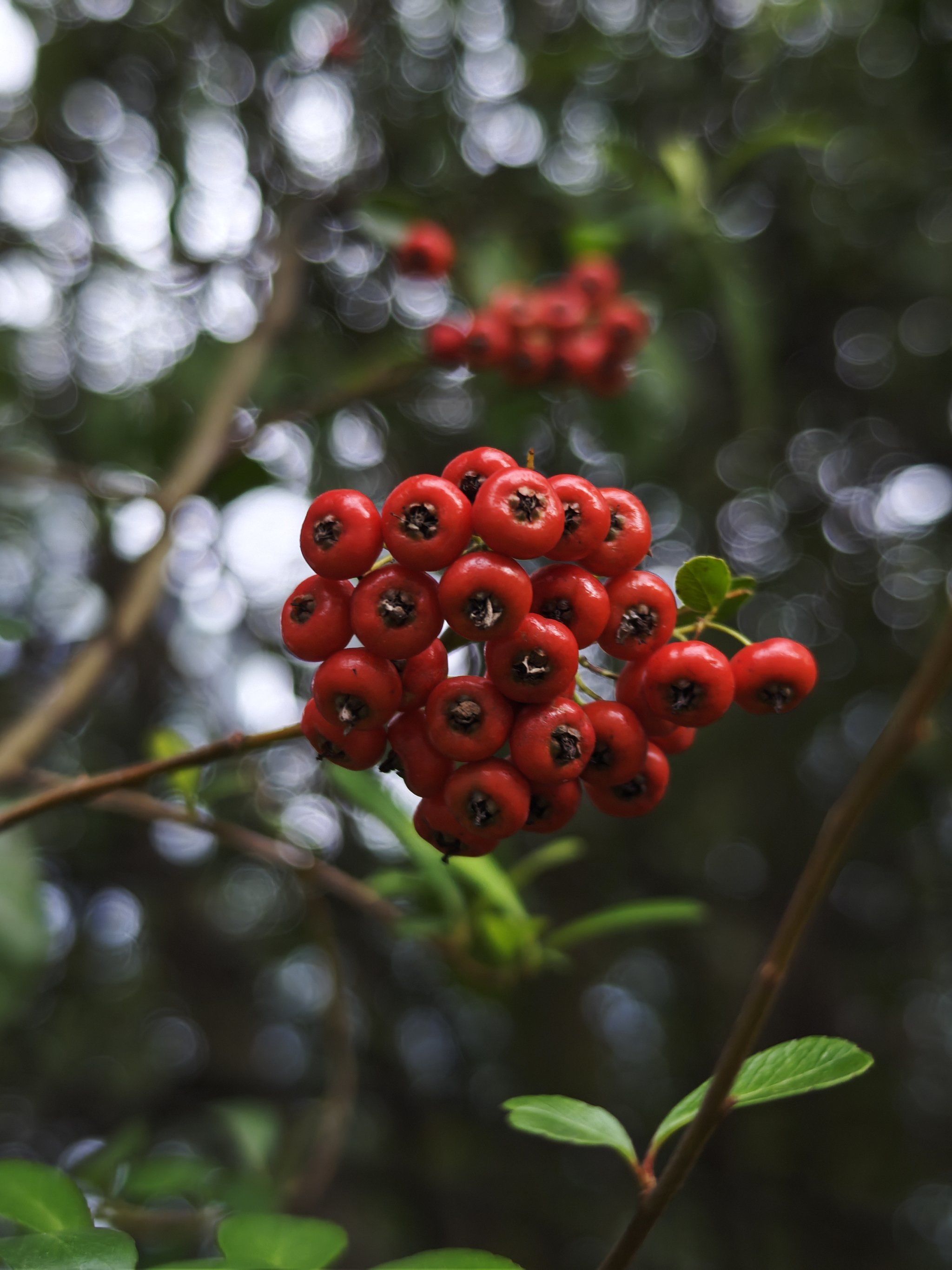 捕捉身边的花草