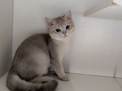 -东方名猫馆·英短金渐层布偶猫舍(环线广场1号楼店)