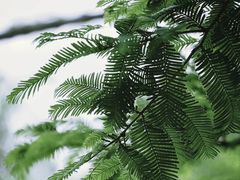 -桤木河湿地公园