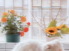 -爱洗澡的猫(天河路店)