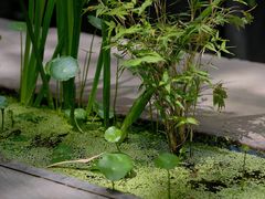 -扫雪煮茶(西村店)