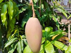 -西双版纳傣族园