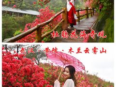 -木兰云雾山