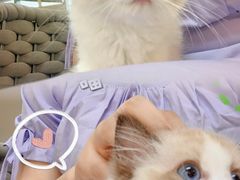 -lincat·猫舍(广州店)