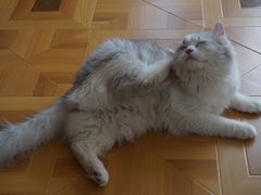 -MOYOYO猫咪咖啡店
