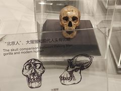 -北京周口店北京人遗址博物馆