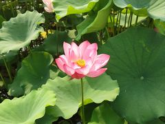 -莲花池公园