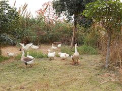 -芒洲湿地公园