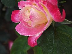 -人民公园(罗湖区)