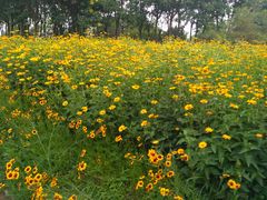 -永定河休闲森林公园