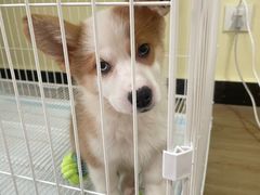 -翊宠yipet猫狗购宠庄园犬舍•猫舍