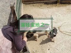 -前小桔亲子创意农场·草莓采摘·露营烧烤