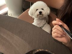 -翊宠yipet猫狗购宠庄园犬舍•猫舍