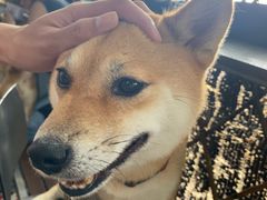 -柴犬高等学院·狗咖·柴犬售卖·宠物训练