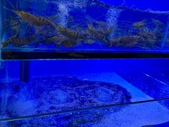 -周姑娘不等味·牛羊肉火锅·螃蟹罗氏虾·烤鱼烤串(高邮店)