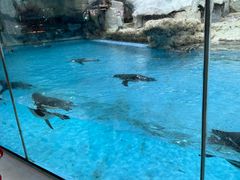 -帝企鹅自助餐厅•儿童岛•真企鹅(长隆企鹅酒店)