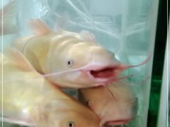 -蛙鱼道美蛙鱼自助火锅(新耍都店)