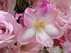 -海马体照相馆(海口日月广场店)