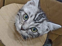 -福懋动物医院·犬猫全科·外科·重症科(杏林分院)
