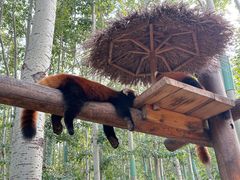 -北京野生动物园