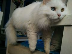 -Anne猫窝咖啡屋