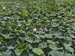 -南通濠河风景名胜区