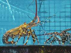 -协成海鲜火锅(情侣路店)