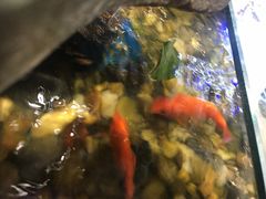 -红糖水都·女生特炖·中式滋补炖(北辰店)