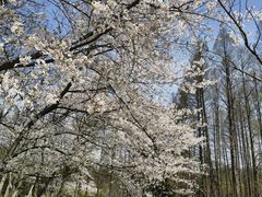 -杭州植物园
