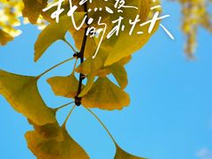 -三里屯东五街银杏大道