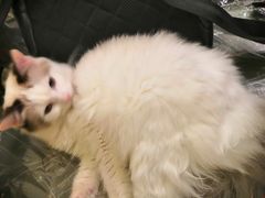 -猫色咖啡·猫咖