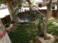 -辛玛王国游乐园