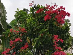 -云溪植物园