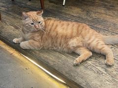 -肥仔文澳门猪骨煲(南京西路店)