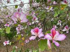 -广东花都湖国家湿地公园