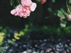 -思南公馆