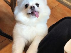 -more than meow吴止猫主题餐厅(承德 中船汇店)