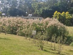 -广西壮族自治区药用植物园