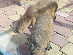 -大连森林动物园