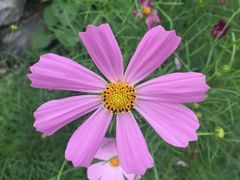 -鲁山国家森林公园